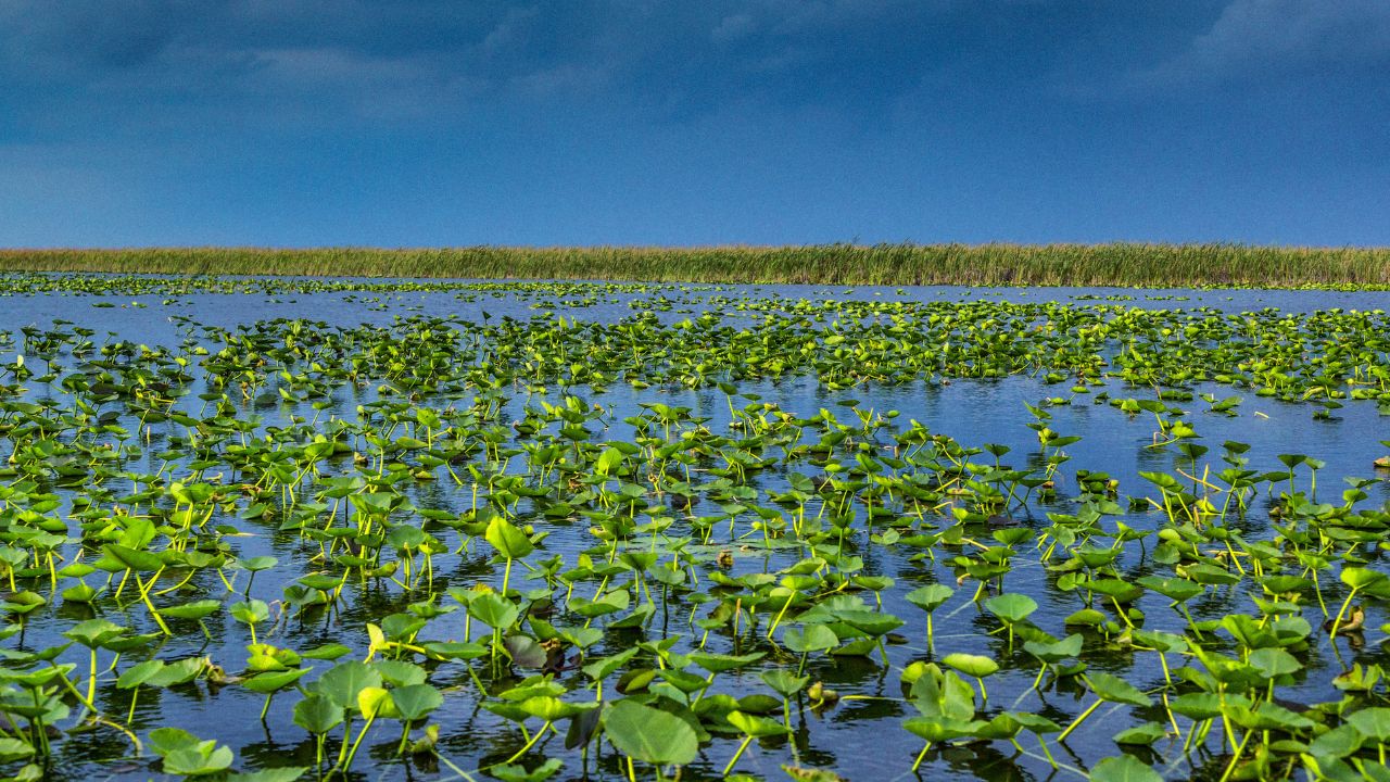 Was sind die Everglades?